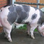 Породы свиней: описание и основные характеристики