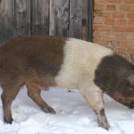 Породы свиней: описание и основные характеристики