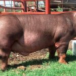 Породы свиней: описание и основные характеристики