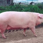 Породы свиней: описание и основные характеристики