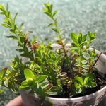 Пряные травы и кустарники для огорода