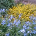 Пряные травы и кустарники для огорода