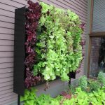 Пряные травы и кустарники для огорода