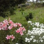 Пряные травы и кустарники для огорода