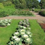 Пряные травы и кустарники для огорода