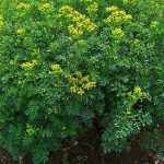 Пряные травы и кустарники для огорода