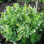 Пряные травы и кустарники для огорода