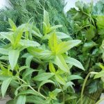 Пряные травы и кустарники для огорода