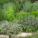 Пряные травы и кустарники для огорода
