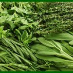 Пряные травы и кустарники для огорода