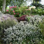 Пряные травы и кустарники для огорода