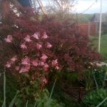 Пряные травы и кустарники для огорода