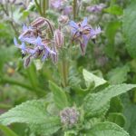 Пряные травы и кустарники для огорода