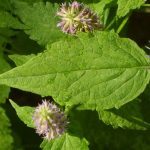 Пряные травы и кустарники для огорода