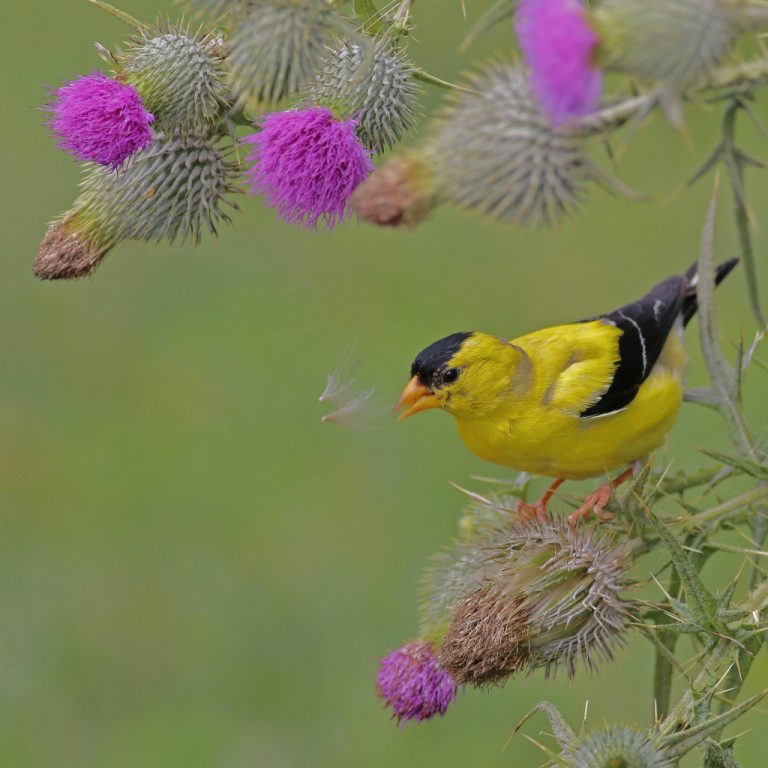 Репейник (лопух большой): как выглядит растение, строение, полезные ...