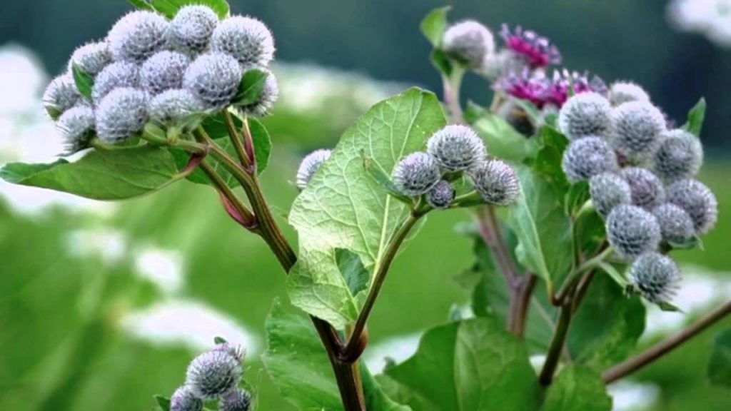 Лопух большой Arctium Lappa l