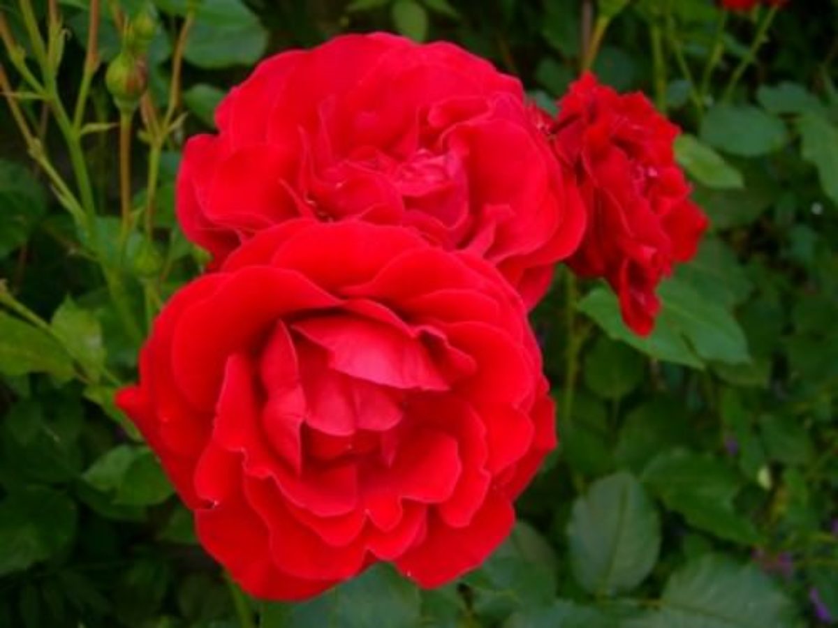 Роза флорибунда Нордия