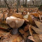 Рядовки лиловоногие: особенности гриба и отличия от сходных видов