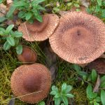 Рядовки лиловоногие: особенности гриба и отличия от сходных видов