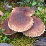 Рядовки лиловоногие: особенности гриба и отличия от сходных видов