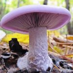 Рядовки лиловоногие: особенности гриба и отличия от сходных видов