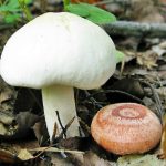 Рядовки лиловоногие: особенности гриба и отличия от сходных видов