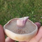 Рядовки лиловоногие: особенности гриба и отличия от сходных видов