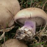Рядовки лиловоногие: особенности гриба и отличия от сходных видов