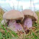 Рядовки лиловоногие: особенности гриба и отличия от сходных видов