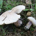 Рядовки лиловоногие: особенности гриба и отличия от сходных видов