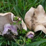 Рядовки лиловоногие: особенности гриба и отличия от сходных видов