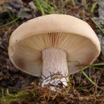 Рядовки лиловоногие: особенности гриба и отличия от сходных видов