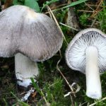 Рядовки лиловоногие: особенности гриба и отличия от сходных видов