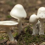 Как выглядят шампиньоны под шляпкой. Смотреть фото Как выглядят шампиньоны под шляпкой. Смотреть картинку Как выглядят шампиньоны под шляпкой. Картинка про Как выглядят шампиньоны под шляпкой. Фото Как выглядят шампиньоны под шляпкой