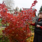 Скумпия на дачном участке