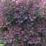 Скумпия на дачном участке