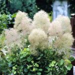 Скумпия на дачном участке