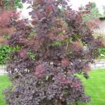 Скумпия на дачном участке