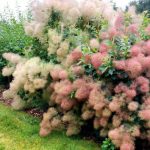 Скумпия на дачном участке