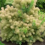 Скумпия на дачном участке