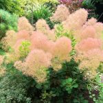 Скумпия на дачном участке