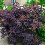 Скумпия на дачном участке