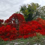 Скумпия на дачном участке