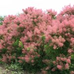 Скумпия на дачном участке