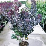 Скумпия на дачном участке