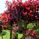 Скумпия на дачном участке