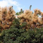 Скумпия на дачном участке