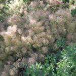 Скумпия на дачном участке