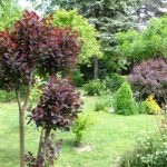 Скумпия на дачном участке