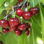 Сорта черешни: какие лучше выбрать